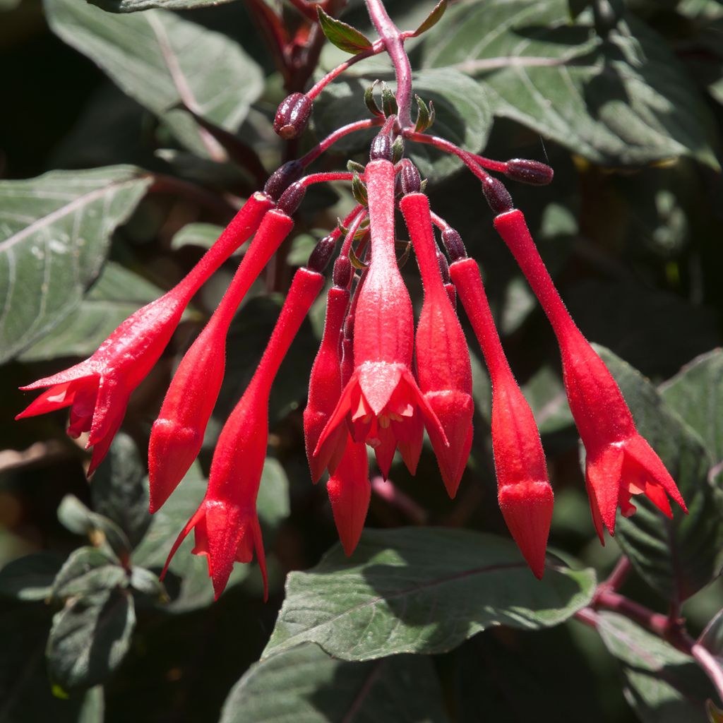 Fuchsia Bush Gartenmeister Bonstedt - Bellenplant