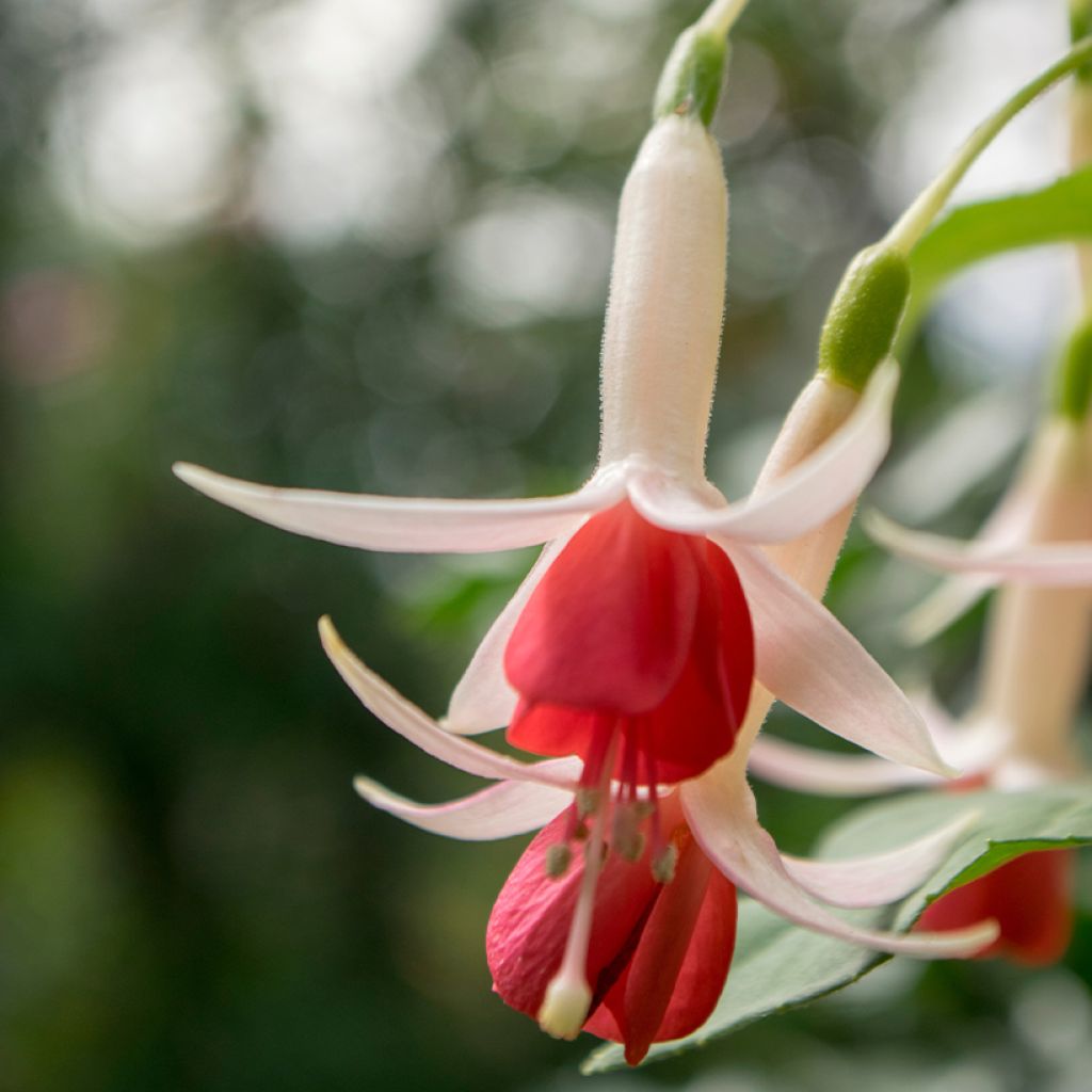 Fuchsia Celia Smedley - Bellenplant