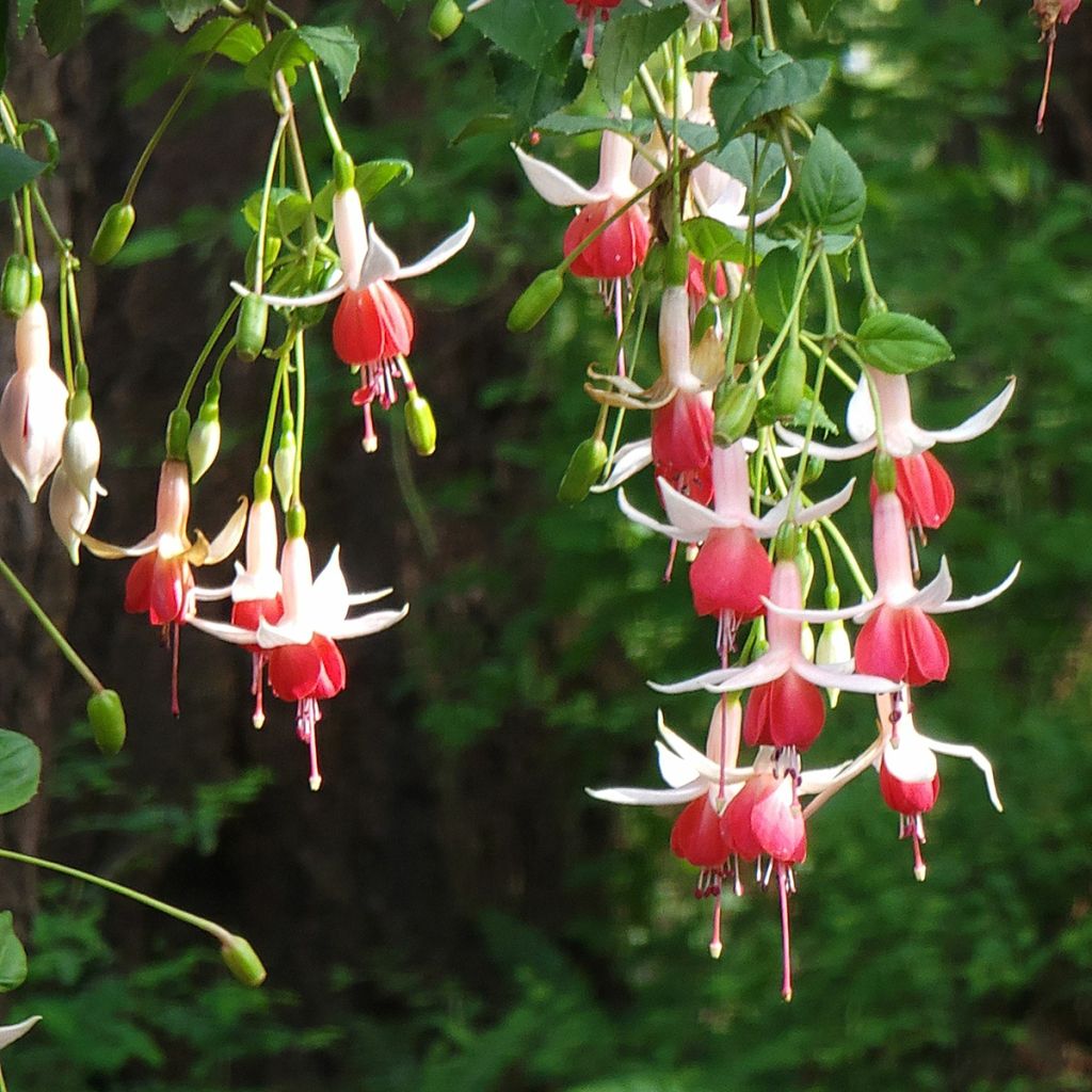 Fuchsia Celia Smedley - Bellenplant