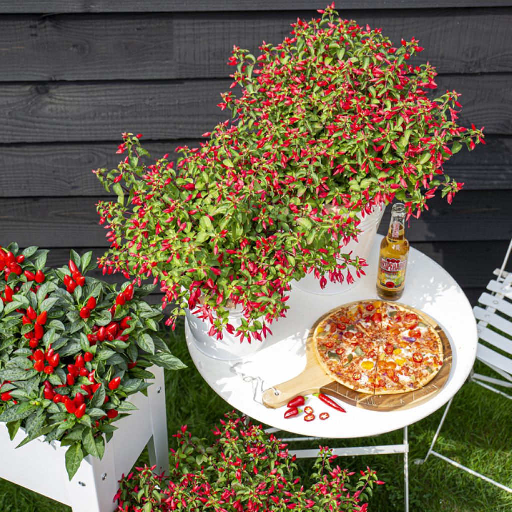 Fuchsia Chilli Red - Bellenplant