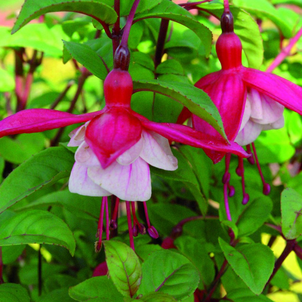 Fuchsia Connie - Bellenplant