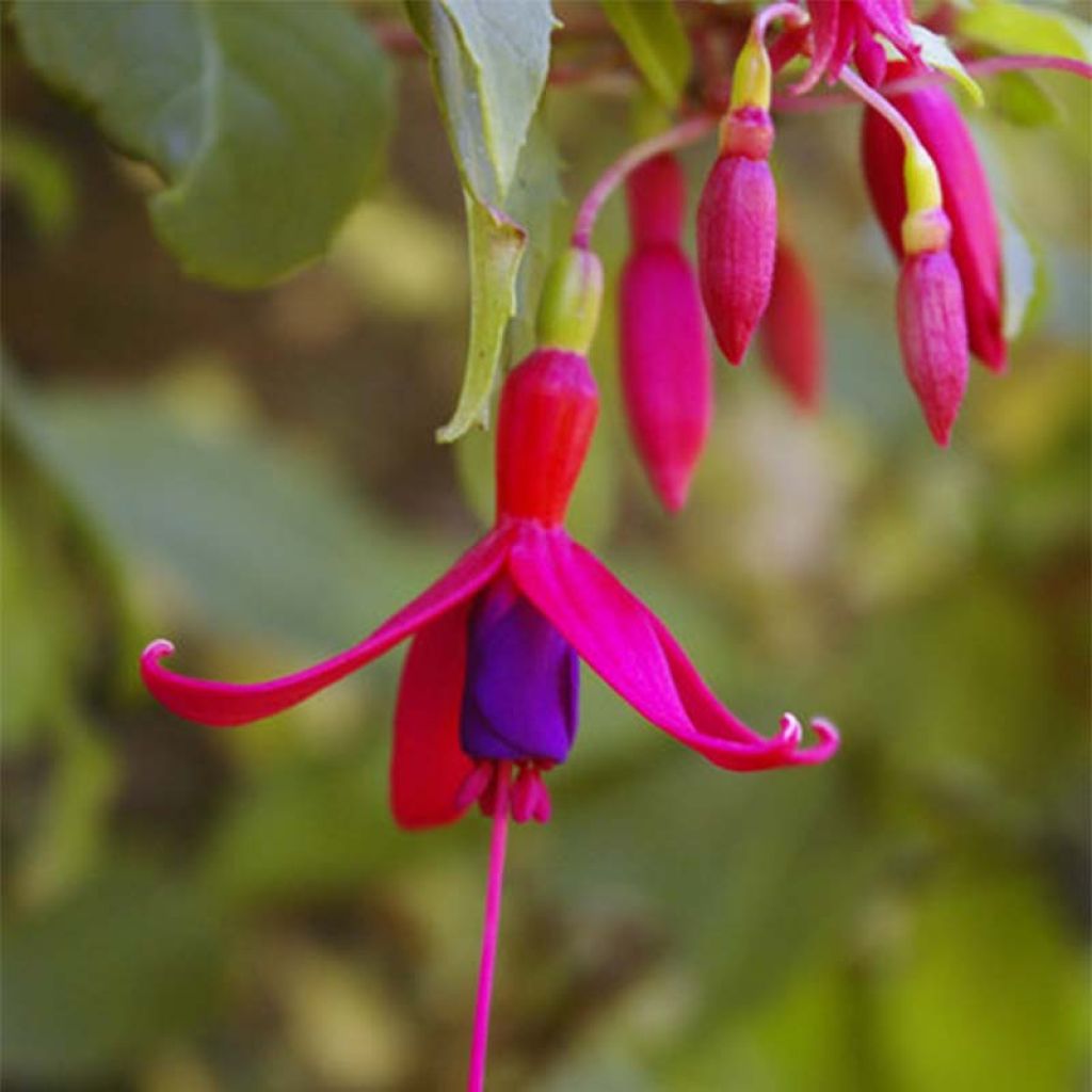Fuchsia Genii - Winterharde fuchsia
