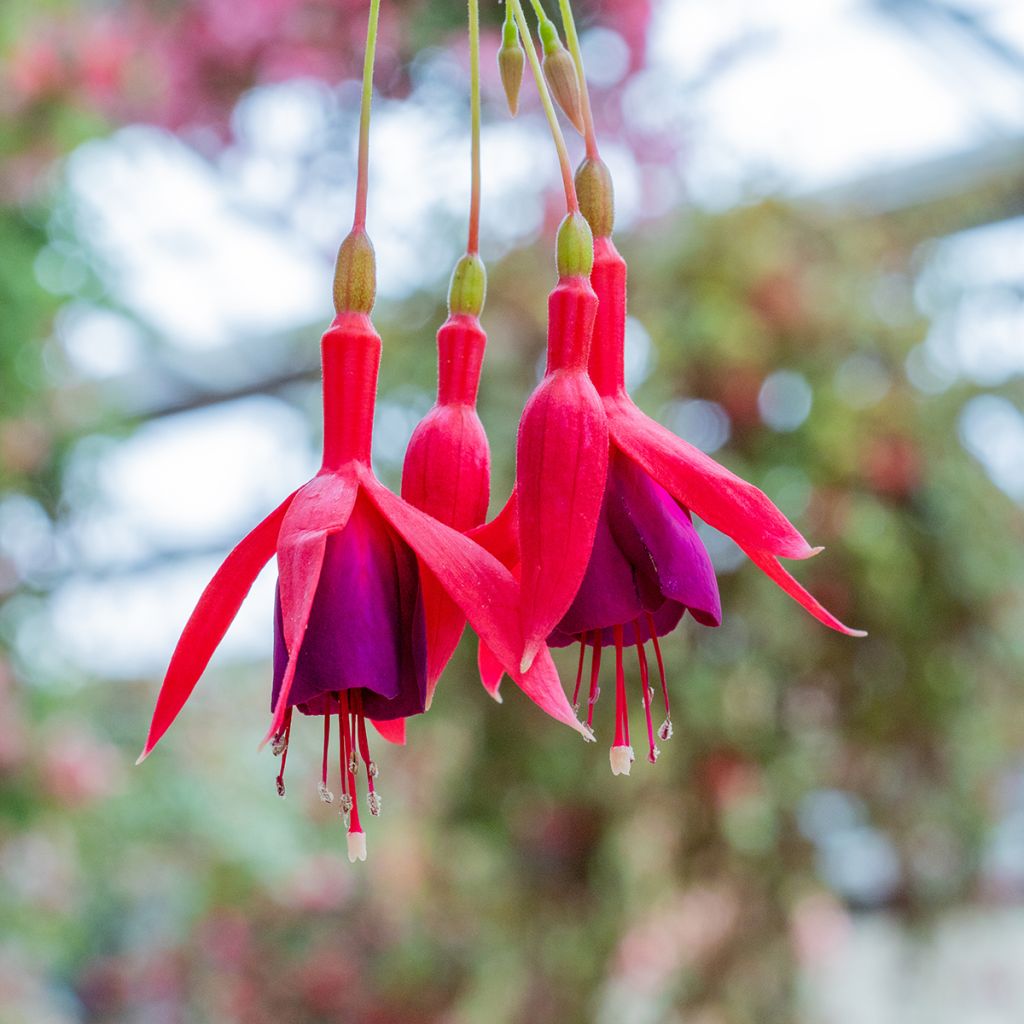 Fuchsia Genii - Winterharde fuchsia