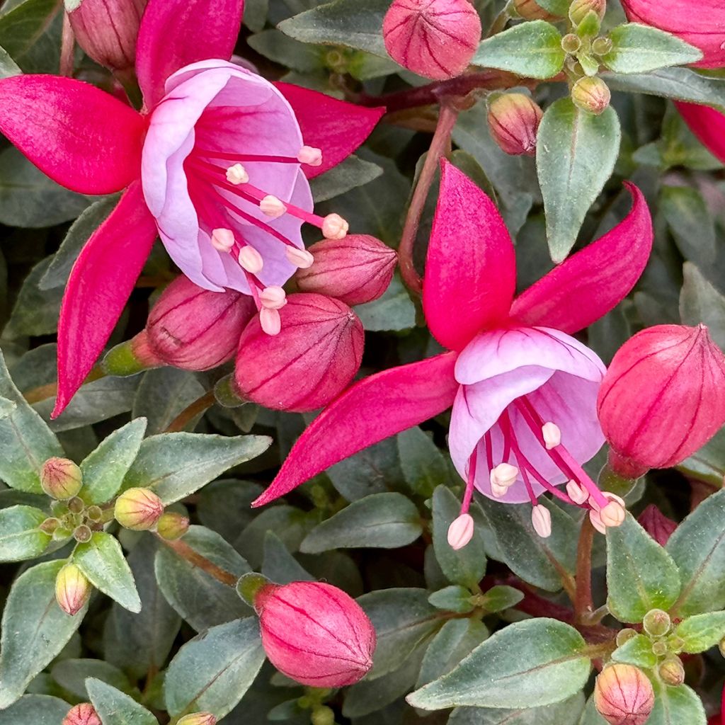 Fuchsia Heidi Ann - Bellenplant