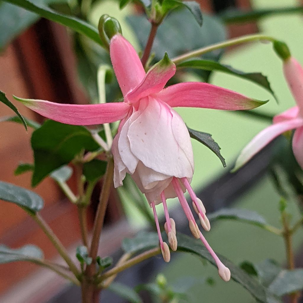Fuchsia Summermelody Sunantonio Pink-White - Bellenplant