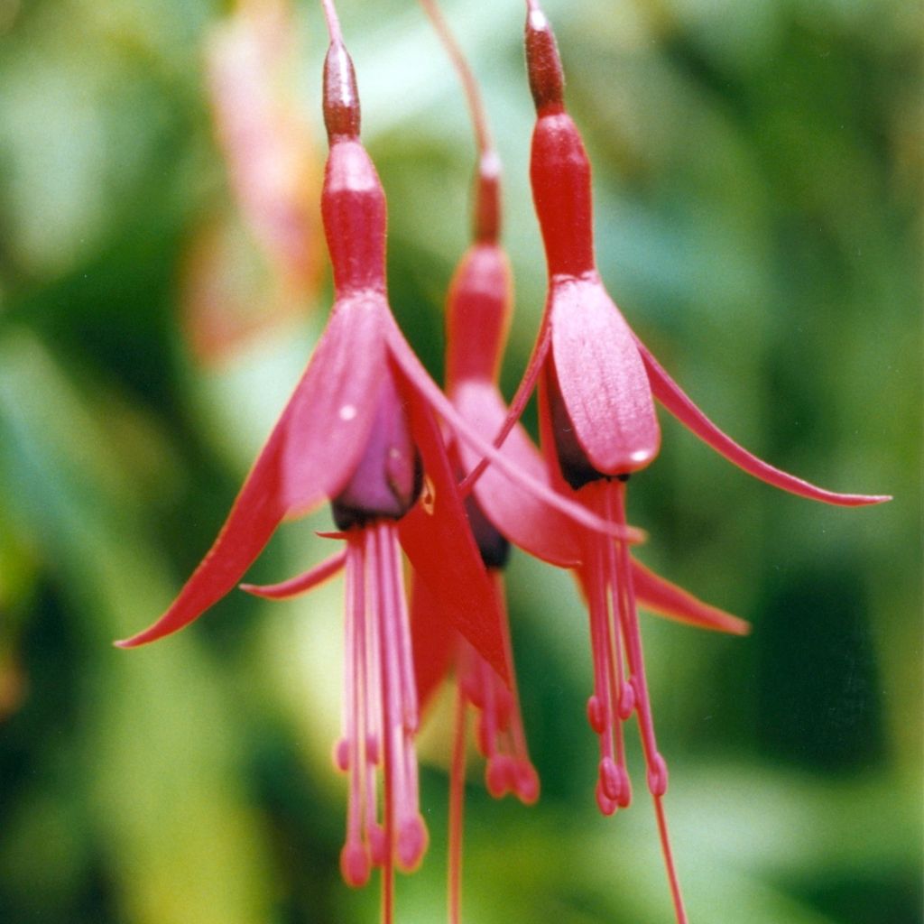 Fuchsia brevilobis - Bellenplant