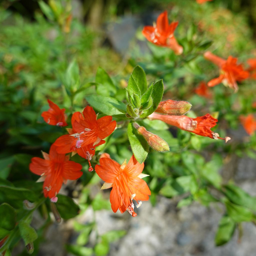 Zauschneria californica - Californische fuchsia