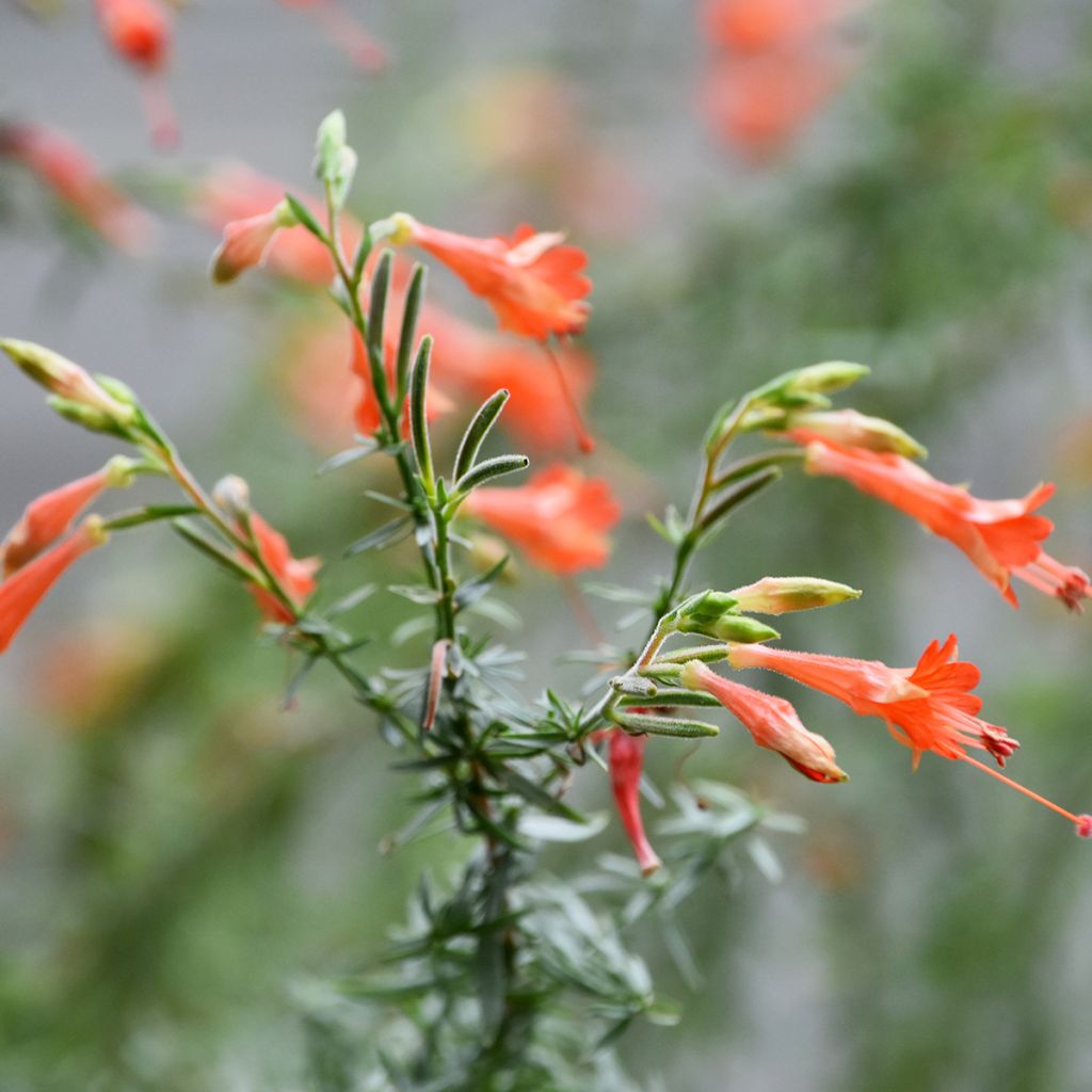 Zauschneria californica - Californische fuchsia