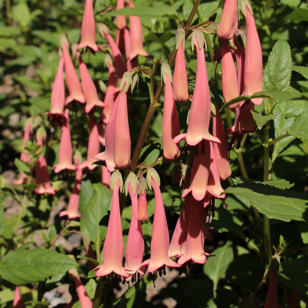 Phygelius aequalis Pink Trumpet - Kaapse fuchsia