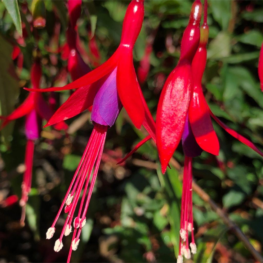 Fuchsia hatschbachii - Kievitsbloem
