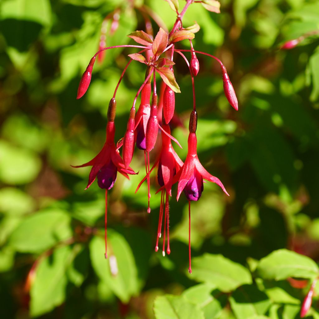 Fuchsia magellanica Riccartonii - Winterharde fuchsia