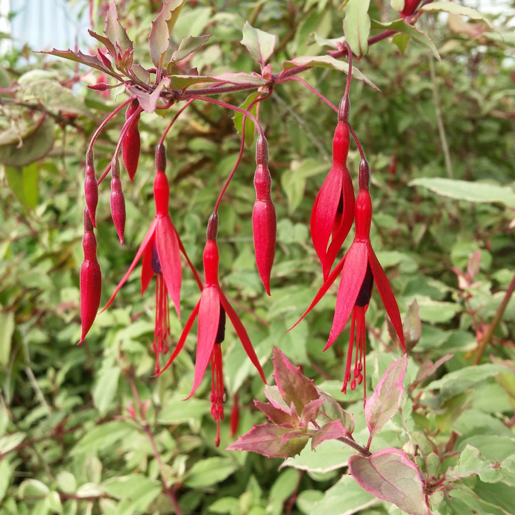 Fuchsia magellanica Versicolor - Winterharde fuchsia