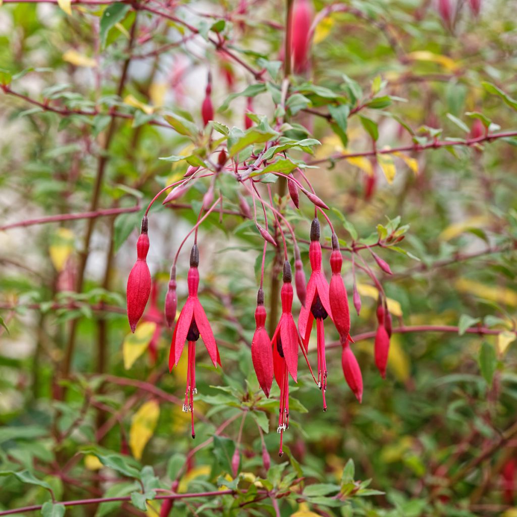 Fuchsia magellanica gracilis - Winterharde fuchsia