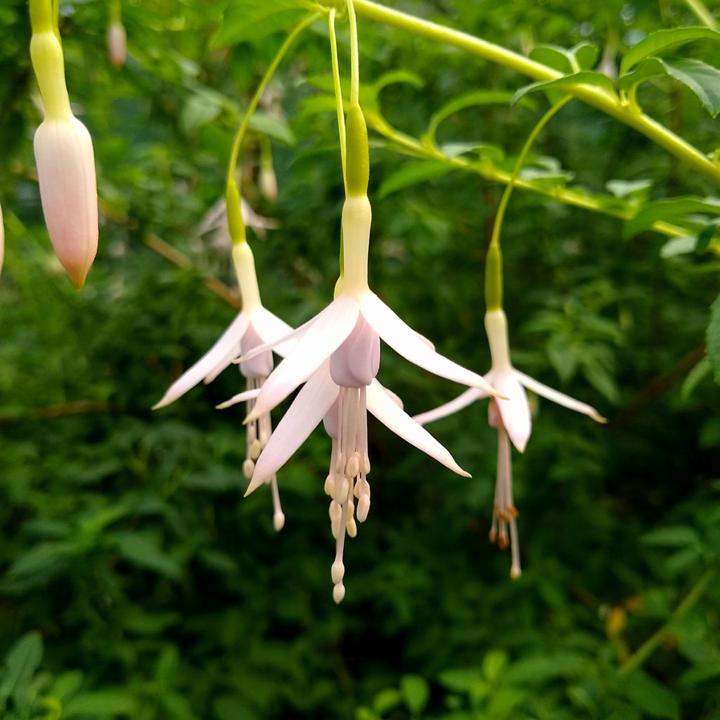 Fuchsia magellanica var. molinae - Winterharde fuchsia