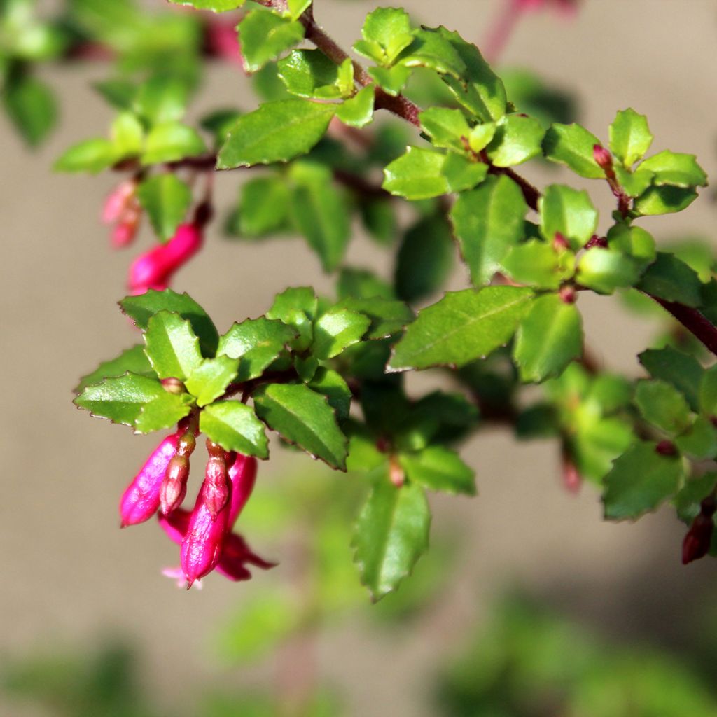 Fuchsia microphylla microphylla - Bellenplant