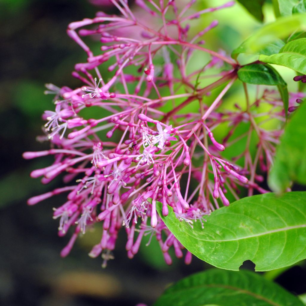 Fuchsia paniculata - Seringenfuchsia