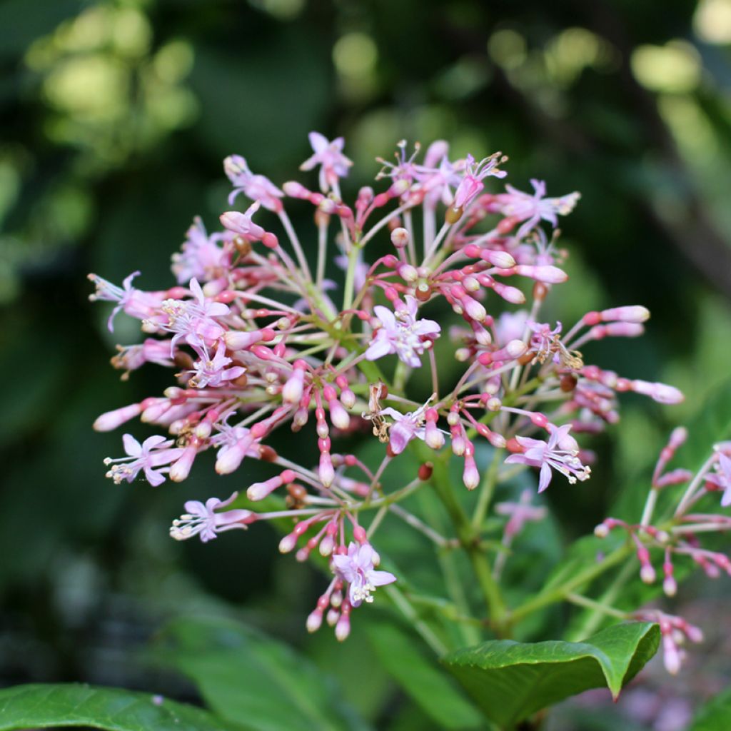 Fuchsia paniculata - Seringenfuchsia