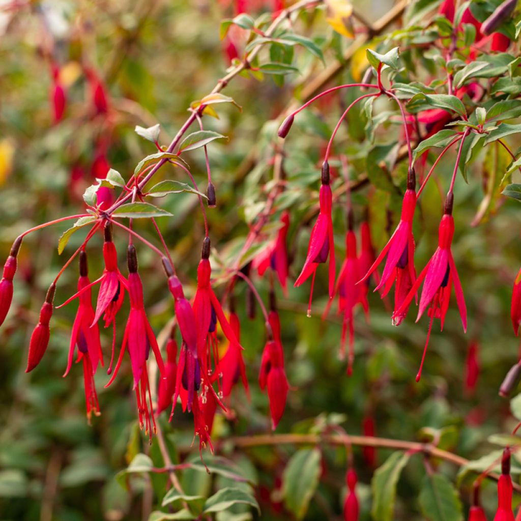 Fuchsia regia Regal - Bellenplant