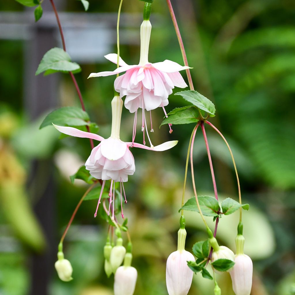 Fuchsia retombend Pink Marshmallow - Bellenplant