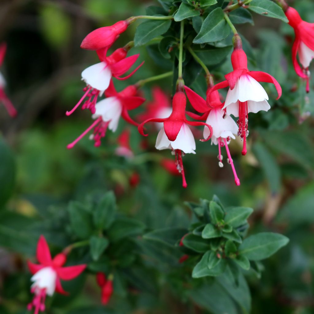 Fuchsia Alice Hoffman - Bellenplant