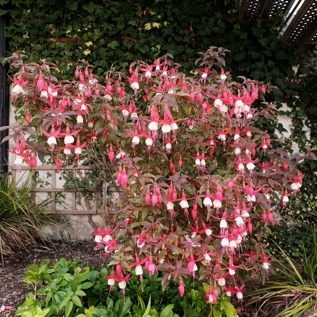 Fuchsia Lady Thumb - Bellenplant