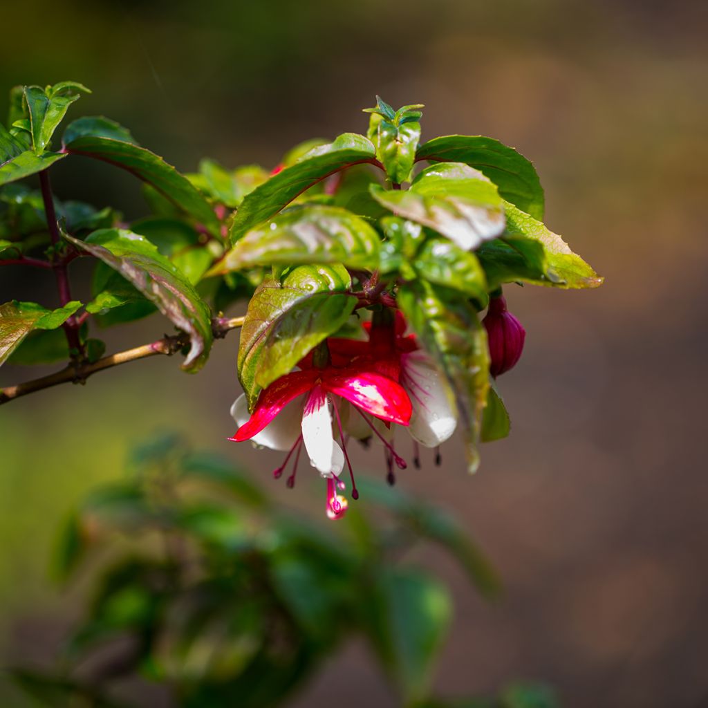 Fuchsia Mme Cornelissen - Bellenplant