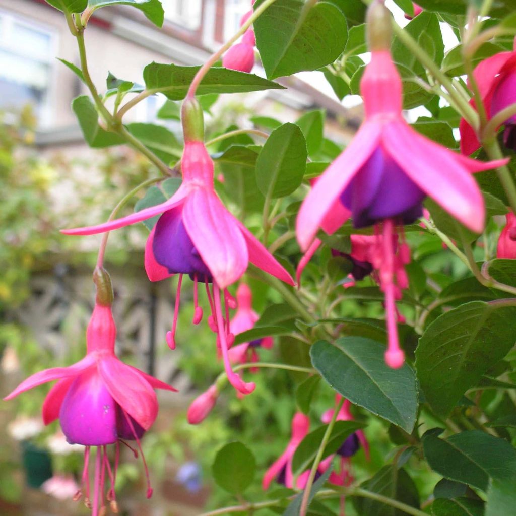 Fuchsia Tom Thumb - Bellenplant