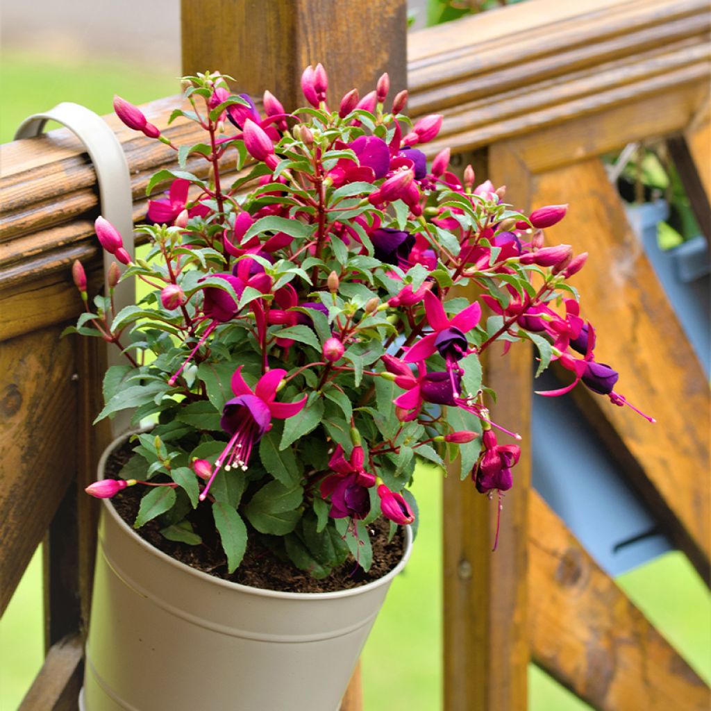 Fuchsia Tom Thumb - Bellenplant
