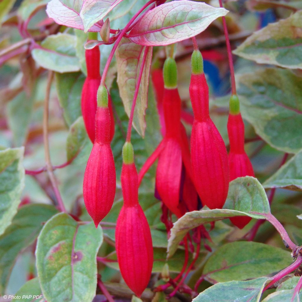 Fuchsia Tom West - Bellenplant