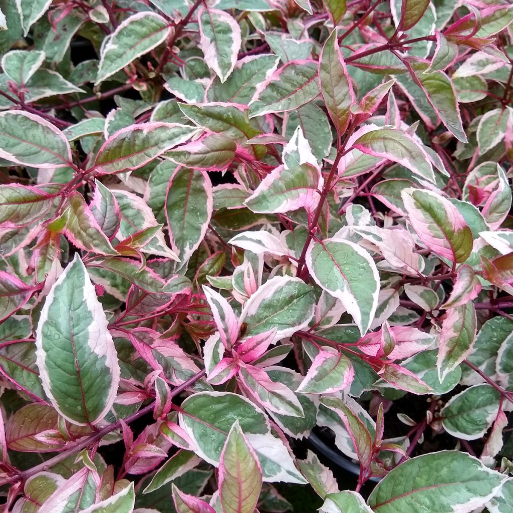 Fuchsia Tom West - Bellenplant