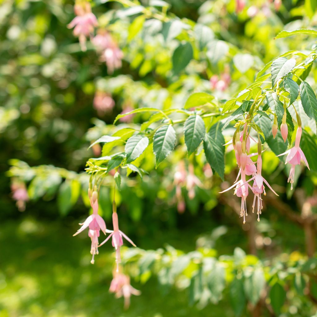 Fuchsia Whiteknights Pearl - Bellenplant