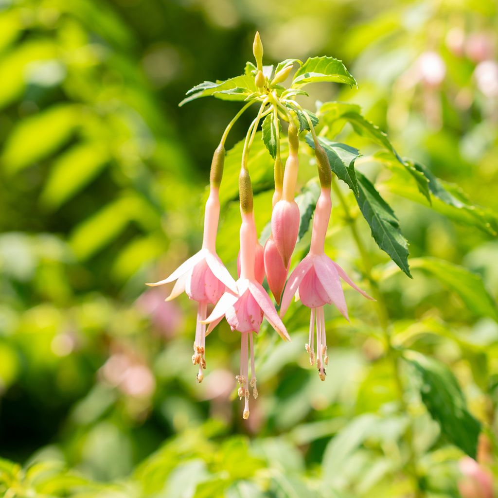 Fuchsia Whiteknights Pearl - Bellenplant