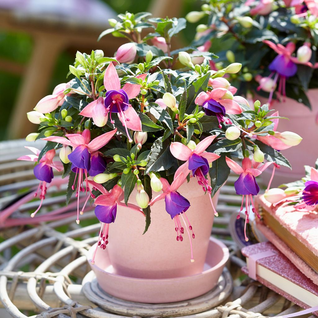 Fuchsia Bella Mariska - Bellenplant