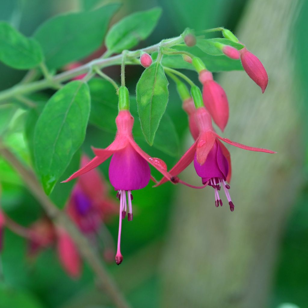 Fuchsia alpestris Grimpant - Bellenplant
