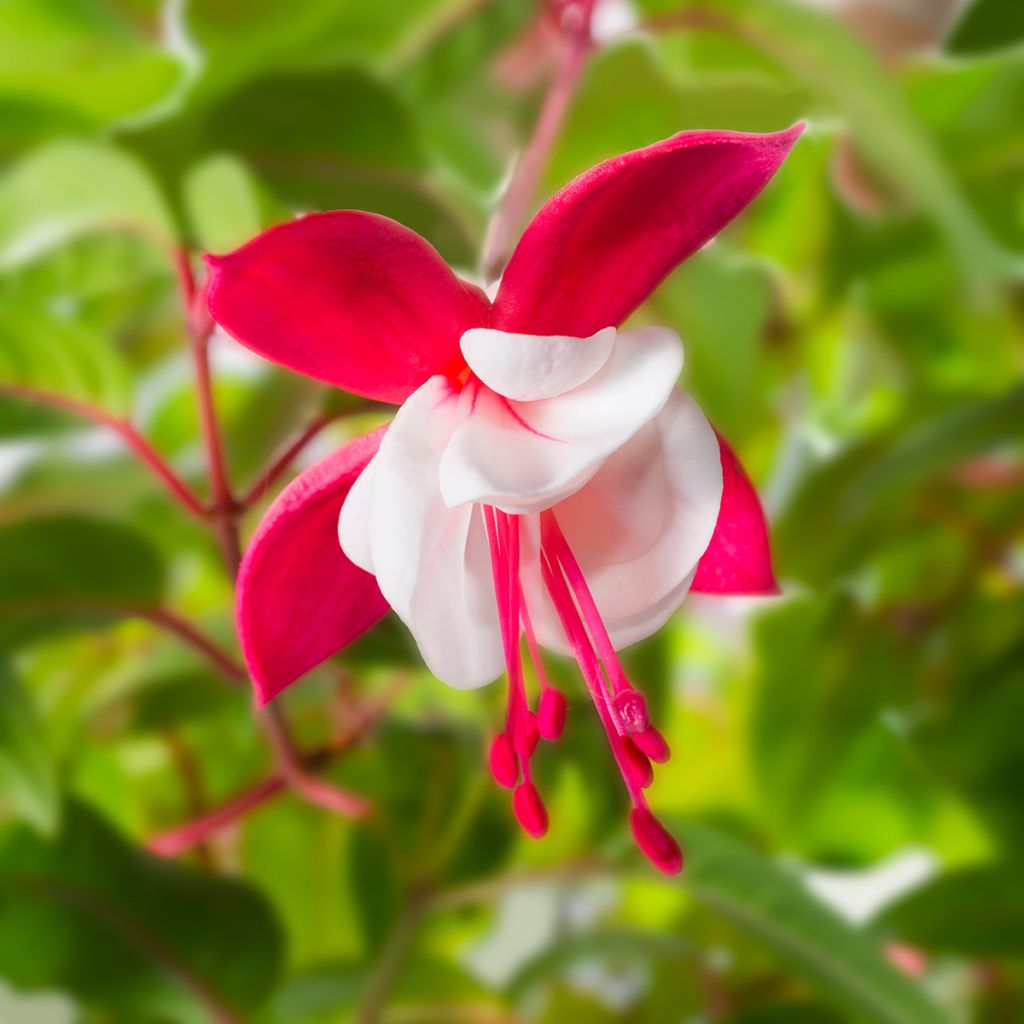Fuchsia magellanica Snow Cap - Winterharde fuchsia