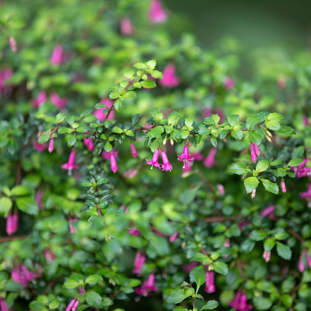 Fuchsia microphylla microphylla - Bellenplant