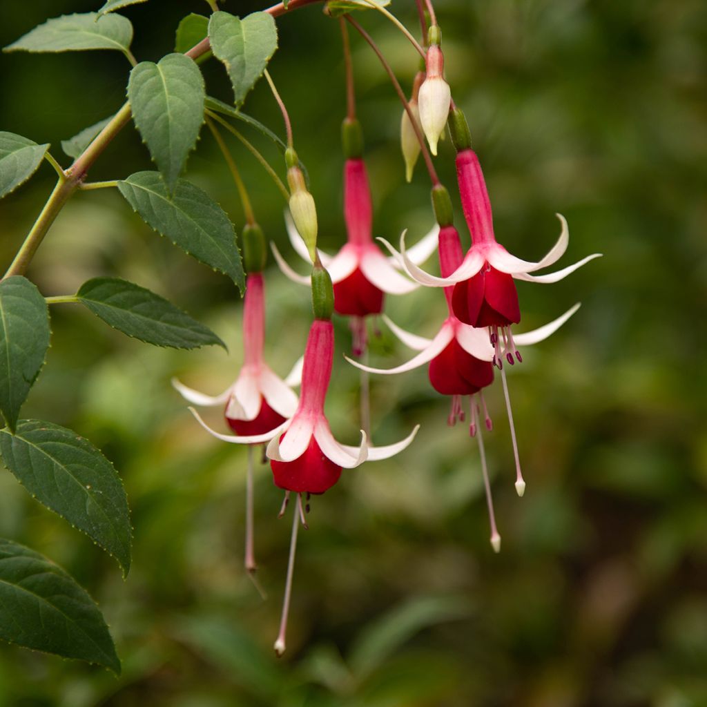 Fuchsia Checkerboard - Bellenplant