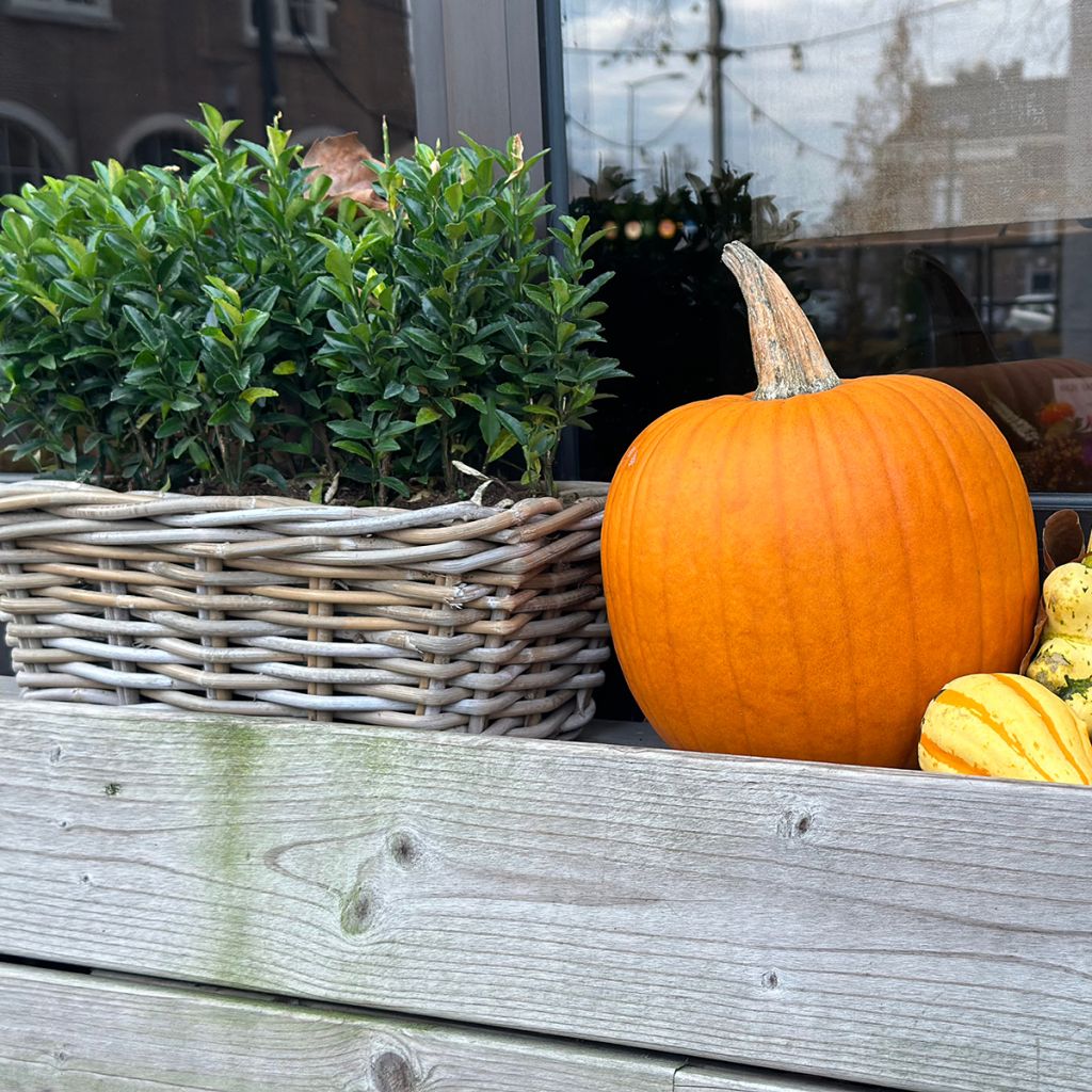 Euonymus japonicus Green Spire - Japanse kardinaalsmuts