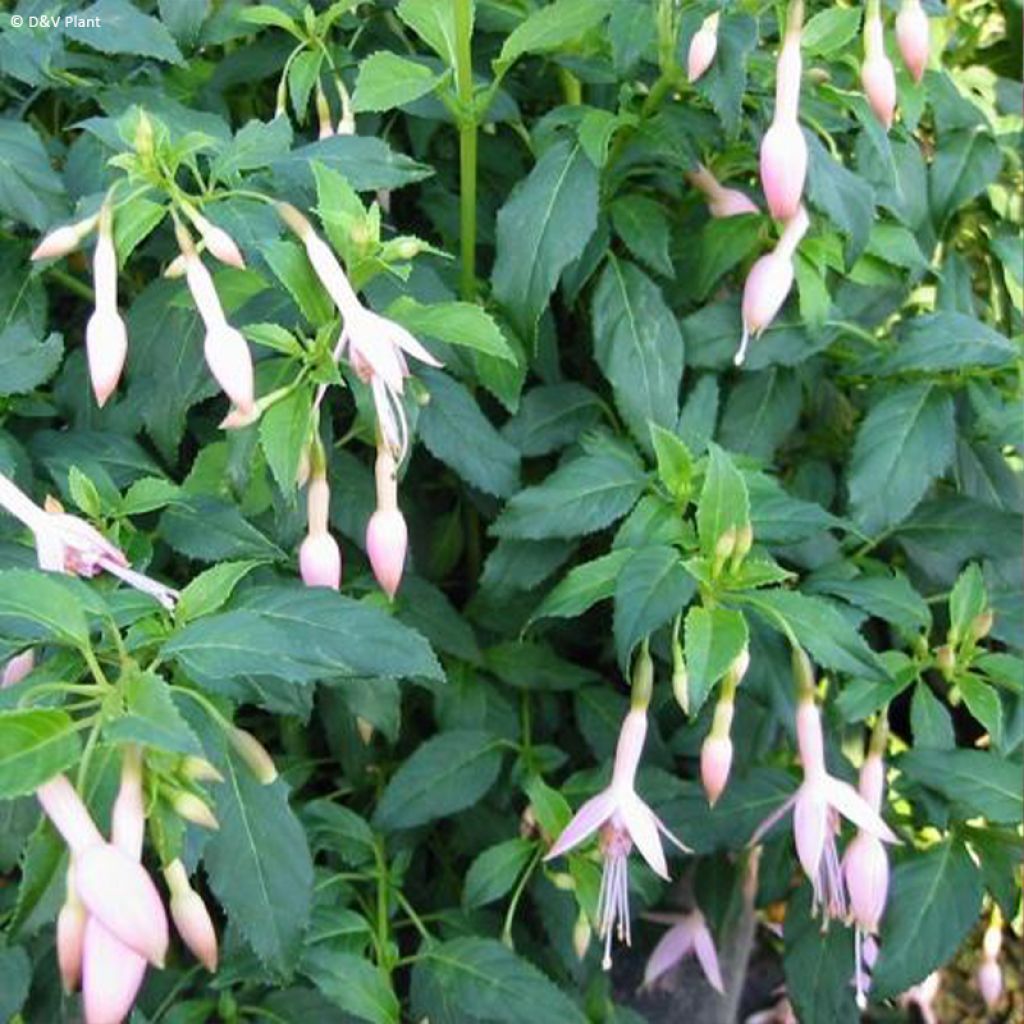 Fuchsia Whiteknights Pearl - Bellenplant