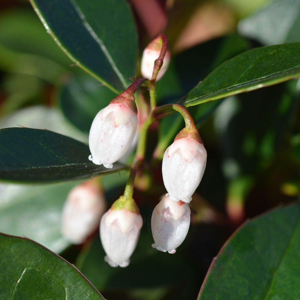 Gaultheria White Pearl - Bergthee