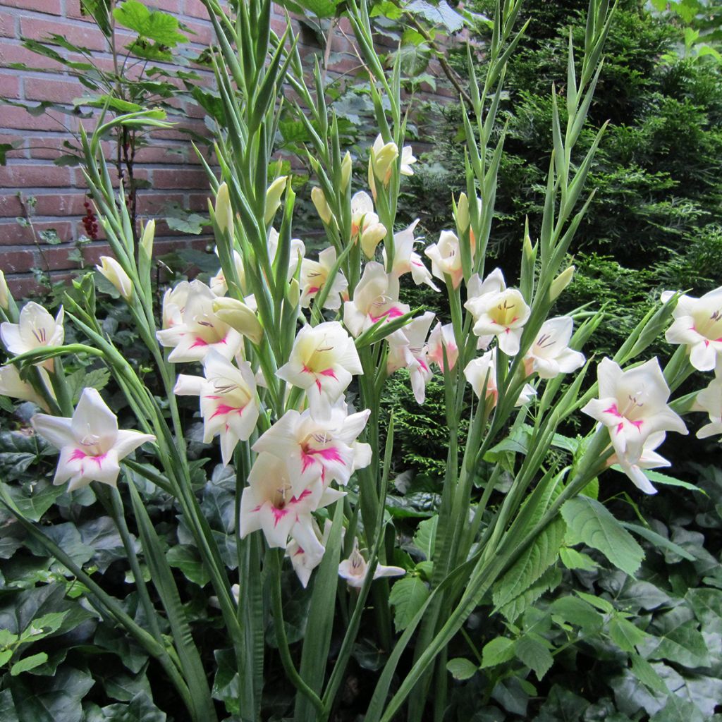 Gladiolus colvillei Carine - Colville-gladiool