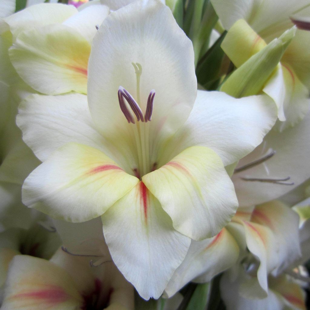 Dwerggladiool Halley - Gladiolus nanus