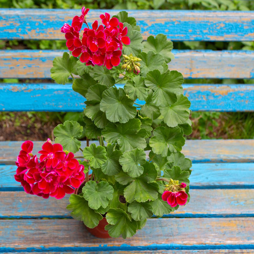 Pelargonium Flower Fairy Velvet - Zonale geranium
