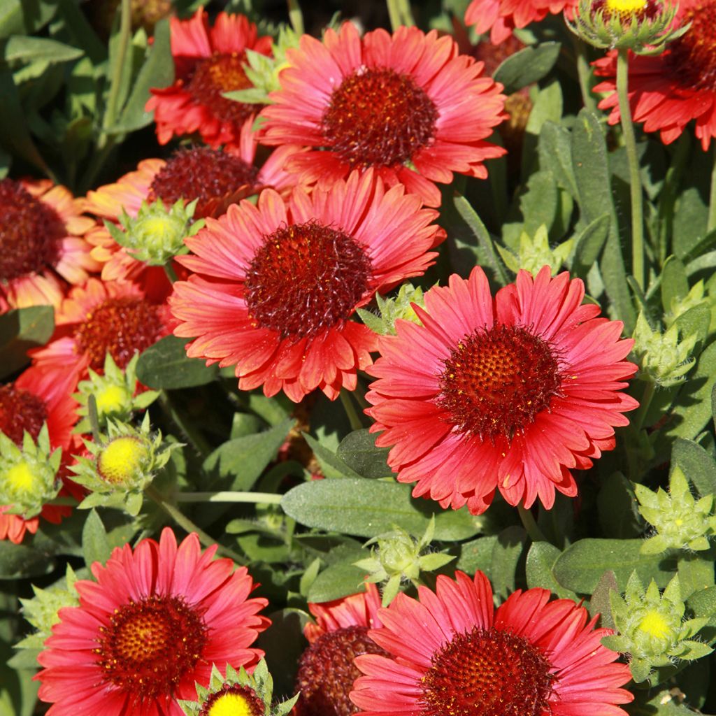 Gaillardia Bourgogne - Kokardebloem