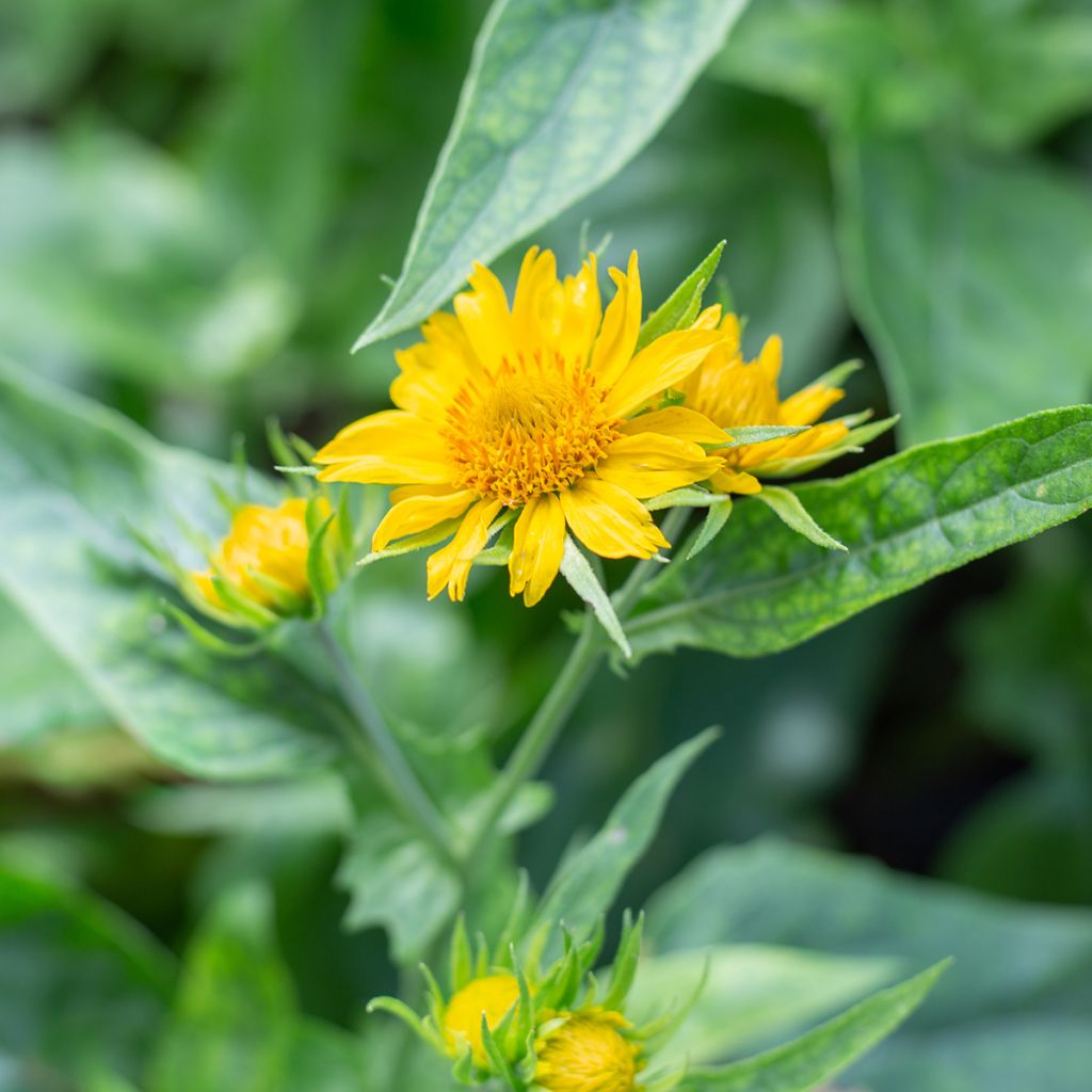Gaillardia Maxima Aurea Chloe - Kokardebloem