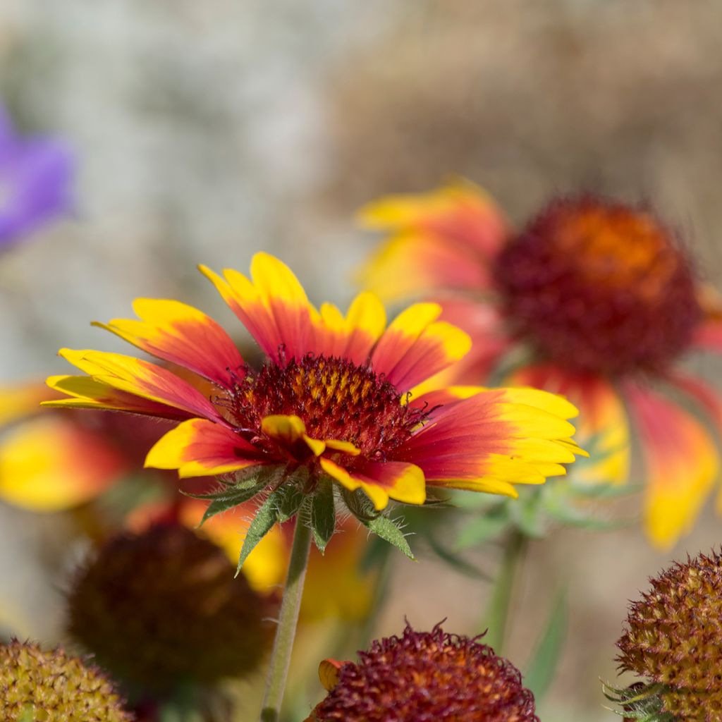 Gaillardia grandiflora Royale - Kokardebloem