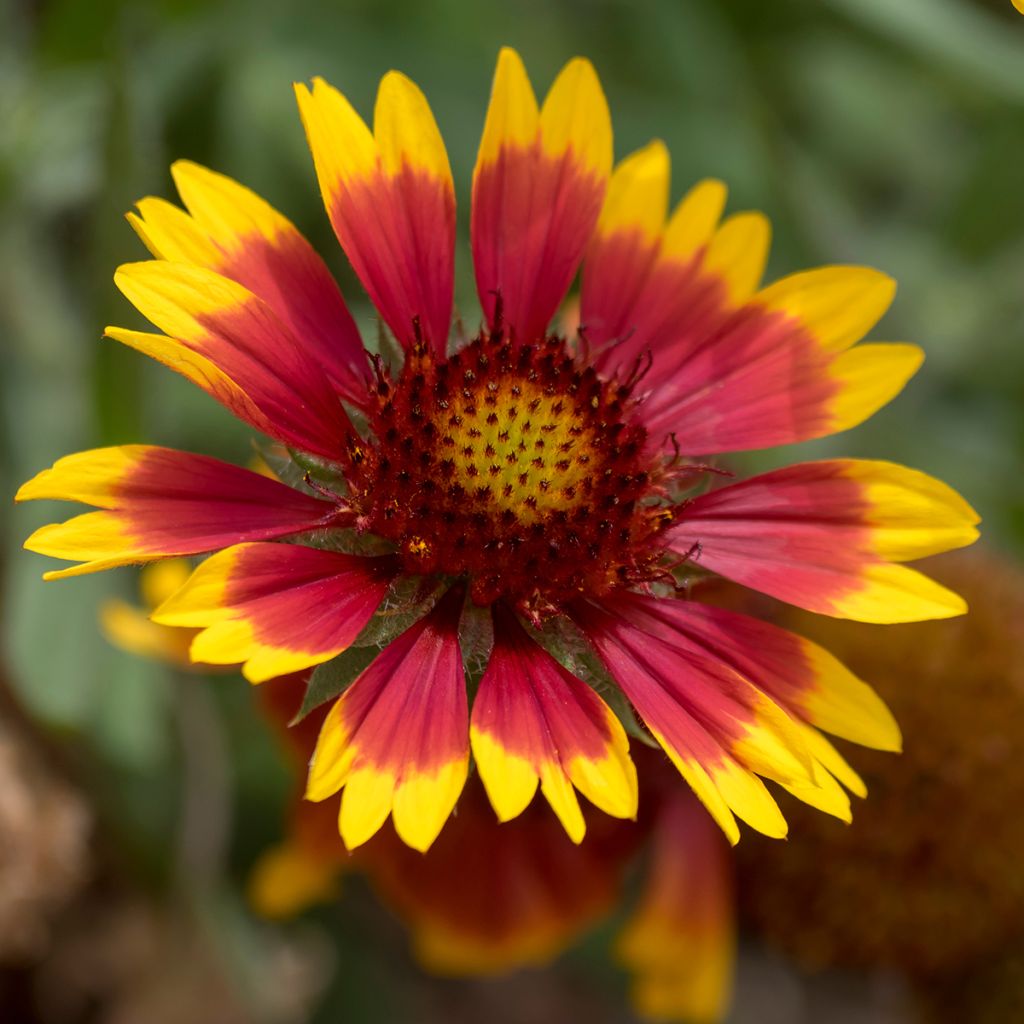 Gaillardia grandiflora Royale - Kokardebloem