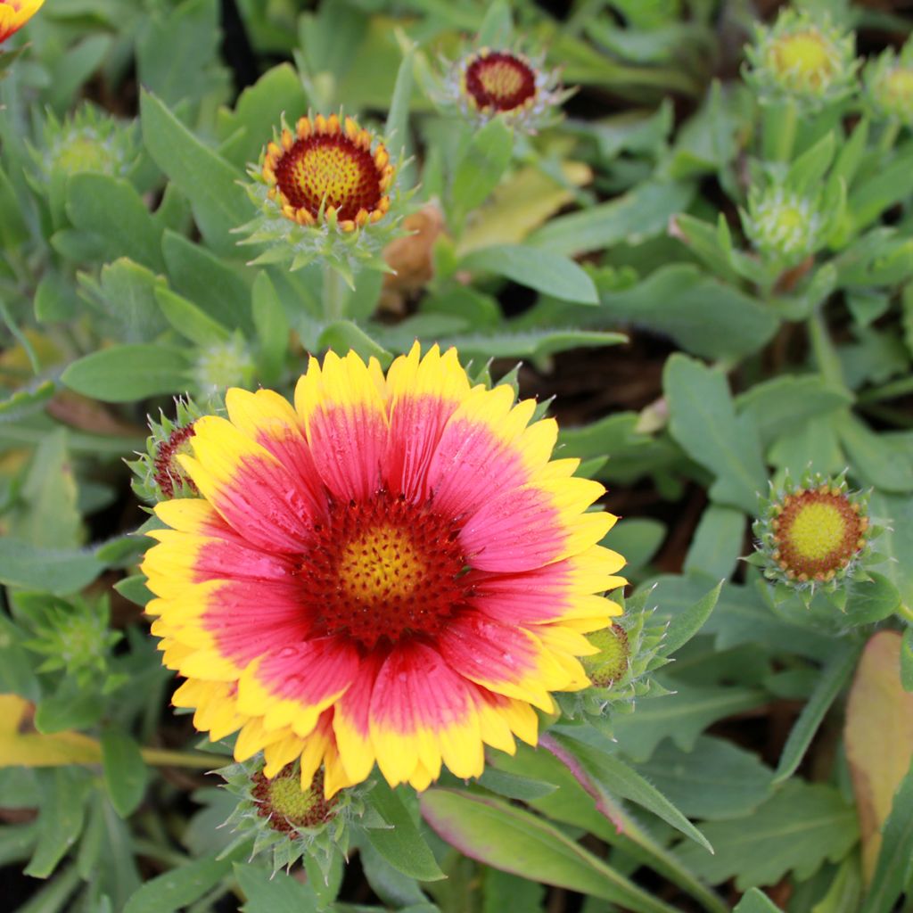 Gaillardia Arizona Sun - Kokardebloem