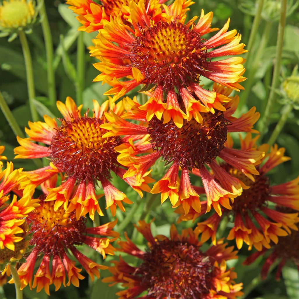 Gaillardia grandiflora Fanfare - Kokardebloem