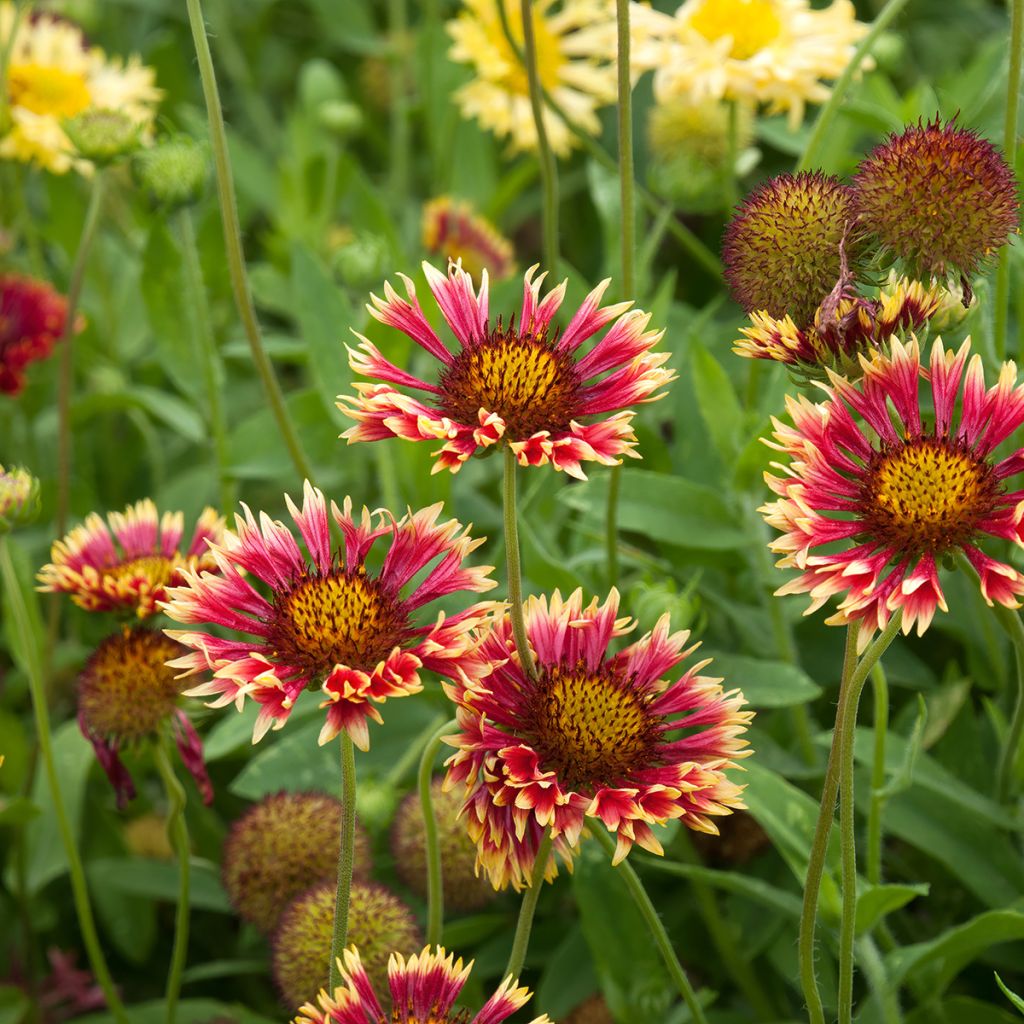 Gaillardia grandiflora Fanfare - Kokardebloem